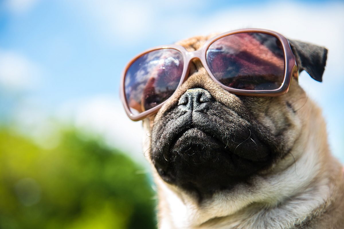 dog with sunglasses t shirt